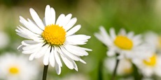 Gänseblümchen