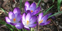 Krokus.jpeg