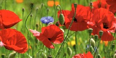 Mohnblumen..jpg