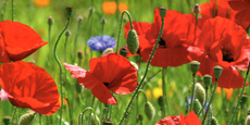 Mohnblumen..jpg