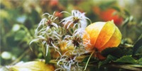 Online Shop Herbst