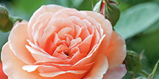 Rose.