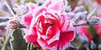 Rose winter