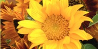 Sonnenblume..jpg