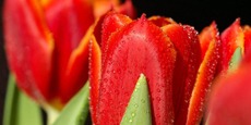 Tulpen