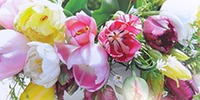 Tulpen 2015