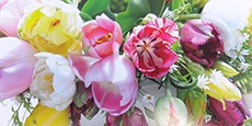 Tulpen 2015