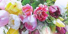 Tulpen 2015