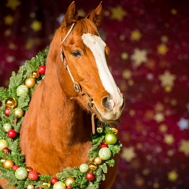 weihnachtsshooting_hoferstall_02.jpg