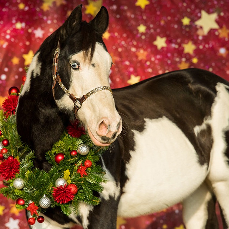 weihnachtsshooting_hoferstall_03.jpg