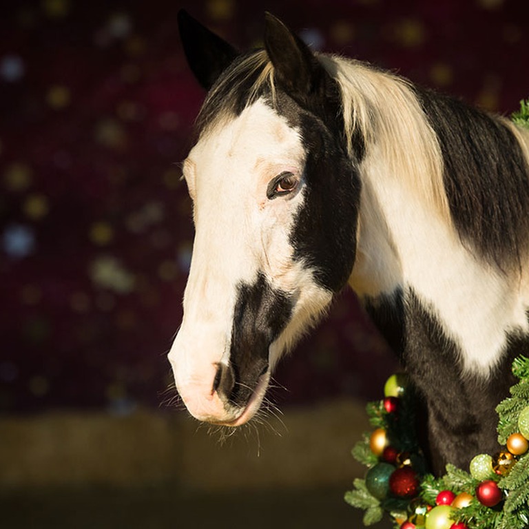 weihnachtsshooting_hoferstall_08.jpg