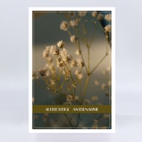 GK 051 Schleierkraut